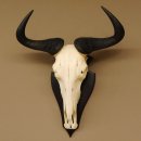 Gnu Streifengnu Schädeltrophäe Spitzenweite 32 cm Afrika Schädel Trophäe taxidermy 88.9.44