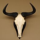 Gnu Streifengnu Schädeltrophäe Spitzenweite 32 cm Afrika Schädel Trophäe taxidermy 88.9.44