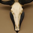 Gnu Streifengnu Schädeltrophäe Spitzenweite 32 cm Afrika Schädel Trophäe taxidermy 88.9.44