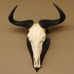 Gnu Streifengnu Schädeltrophäe Spitzenweite 32 cm Afrika Schädel Trophäe taxidermy 88.9.44