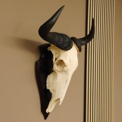 Gnu Streifengnu Schädeltrophäe Spitzenweite 32 cm Afrika Schädel Trophäe taxidermy 88.9.44