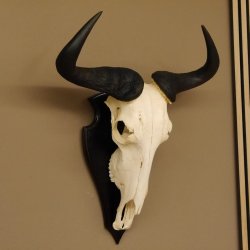 Gnu Streifengnu Schädeltrophäe Spitzenweite 32 cm Afrika Schädel Trophäe taxidermy 88.9.44