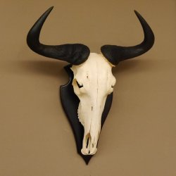 Gnu Streifengnu Schädeltrophäe Spitzenweite 32 cm Afrika Schädel Trophäe taxidermy 88.9.44