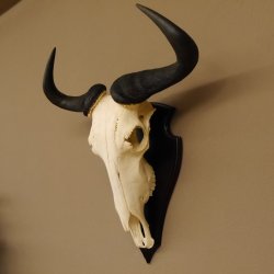 Gnu Streifengnu Schädeltrophäe Spitzenweite 32 cm Afrika Schädel Trophäe taxidermy 88.9.44