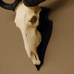 Gnu Streifengnu Schädeltrophäe Spitzenweite 32 cm Afrika Schädel Trophäe taxidermy 88.9.44