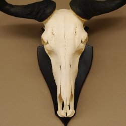 Gnu Streifengnu Schädeltrophäe Spitzenweite 32 cm Afrika Schädel Trophäe taxidermy 88.9.44