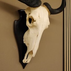 Gnu Streifengnu Schädeltrophäe Spitzenweite 32 cm Afrika Schädel Trophäe taxidermy 88.9.44