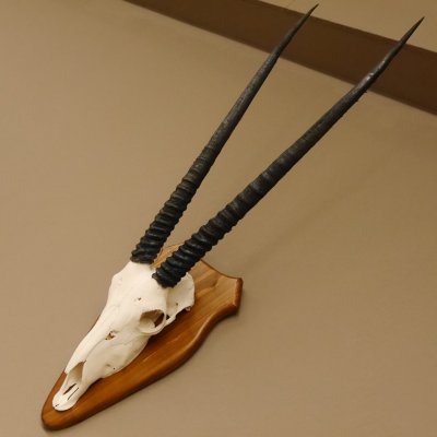 Órix (Oryx gazella) Longitud del cuerno: 76 cm Antílope Órix África Trofeo de cráneo Cuernos fijos Tarjeta de trofeo