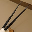 Órix (Oryx gazella) Longitud del cuerno: 76 cm Antílope Órix África Trofeo de cráneo Cuernos fijos Tarjeta de trofeo