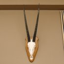 Órix (Oryx gazella) Longitud del cuerno: 76 cm Antílope Órix África Trofeo de cráneo Cuernos fijos Tarjeta de trofeo