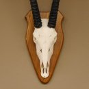 Órix (Oryx gazella) Longitud del cuerno: 76 cm Antílope Órix África Trofeo de cráneo Cuernos fijos Tarjeta de trofeo