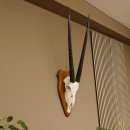 Órix (Oryx gazella) Longitud del cuerno: 76 cm Antílope Órix África Trofeo de cráneo Cuernos fijos Tarjeta de trofeo