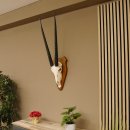 Órix (Oryx gazella) Longitud del cuerno: 76 cm Antílope Órix África Trofeo de cráneo Cuernos fijos Tarjeta de trofeo