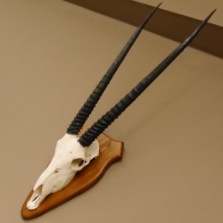 Órix (Oryx gazella) Longitud del cuerno: 76 cm Antílope Órix África Trofeo de cráneo Cuernos fijos Tarjeta de trofeo