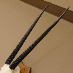 Órix (Oryx gazella) Longitud del cuerno: 76 cm Antílope Órix África Trofeo de cráneo Cuernos fijos Tarjeta de trofeo