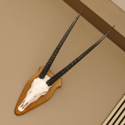 Órix (Oryx gazella) Longitud del cuerno: 76 cm Antílope Órix África Trofeo de cráneo Cuernos fijos Tarjeta de trofeo