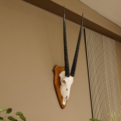 Órix (Oryx gazella) Longitud del cuerno: 76 cm Antílope Órix África Trofeo de cráneo Cuernos fijos Tarjeta de trofeo