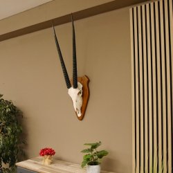 Órix (Oryx gazella) Longitud del cuerno: 76 cm Antílope Órix África Trofeo de cráneo Cuernos fijos Tarjeta de trofeo