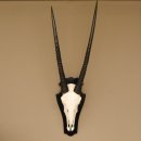 Oryx (Oryx gazella) Hornlänge 70 cm Antilope...