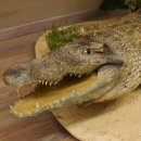 Krokodil Nilkrokodil Präparat mit...