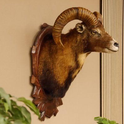 Mufflon (Ovis orientalis musimon) Präparat HL 45,5 cm Kopf Schulter Haupt GTK85.12.61 Dekoration
