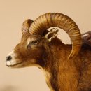 Mufflon (Ovis orientalis musimon) Präparat HL 45,5 cm Kopf Schulter Haupt GTK85.12.61 Dekoration