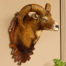 Mufflon (Ovis orientalis musimon) Präparat HL 45,5 cm Kopf Schulter Haupt GTK85.12.61 Dekoration