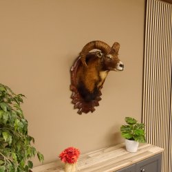 Mufflon (Ovis orientalis musimon) Präparat HL 45,5 cm Kopf Schulter Haupt GTK85.12.61 Dekoration