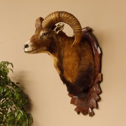 Mufflon (Ovis orientalis musimon) Präparat HL 45,5 cm Kopf Schulter Haupt GTK85.12.61 Dekoration
