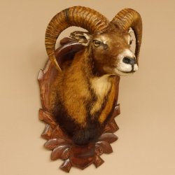 Mufflon (Ovis orientalis musimon) Präparat HL 45,5 cm Kopf Schulter Haupt GTK85.12.61 Dekoration