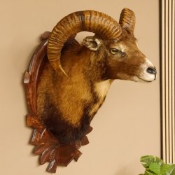 Mufflon (Ovis orientalis musimon) Präparat HL 45,5 cm Kopf Schulter Haupt GTK85.12.61 Dekoration