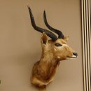 Nyala Antilope Kopf Schulter Präparat Afrika...