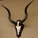 Kudu Antilope Hornlänge: 81 cm...