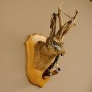 Wolpertinger Wolpi Hasenwolpi mit Porzellanpfeife Pfeife Hasenbock Präparat Höhe 40 cm auf Trophäenschild