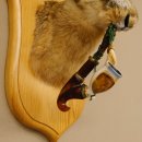 Wolpertinger Wolpi Hasenwolpi mit Porzellanpfeife Pfeife Hasenbock Präparat Höhe 40 cm auf Trophäenschild