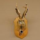 Wolpertinger Wolpi Hasenwolpi mit Porzellanpfeife Pfeife Hasenbock Präparat Höhe 40 cm auf Trophäenschild