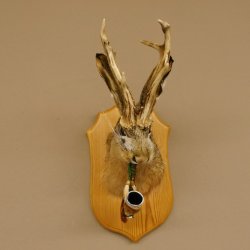 Wolpertinger Wolpi Hasenwolpi mit Porzellanpfeife Pfeife Hasenbock Präparat Höhe 40 cm auf Trophäenschild