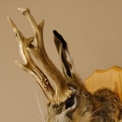 Wolpertinger Wolpi Hasenwolpi mit Porzellanpfeife Pfeife Hasenbock Präparat Höhe 40 cm auf Trophäenschild