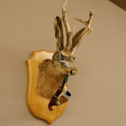 Wolpertinger Wolpi Hasenwolpi mit Porzellanpfeife Pfeife Hasenbock Präparat Höhe 40 cm auf Trophäenschild