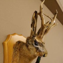 Wolpertinger Wolpi Hasenwolpi mit Porzellanpfeife Pfeife Hasenbock Präparat Höhe 40 cm auf Trophäenschild
