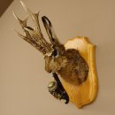 Wolpertinger Wolpi Hasenwolpi mit dunkler Pfeife Hasenbock Präparat Höhe 38 cm auf Trophäenschild