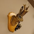 Wolpertinger Wolpi Hasenwolpi mit dunkler Pfeife Hasenbock Präparat Höhe 38 cm auf Trophäenschild