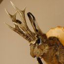 Wolpertinger Wolpi Hasenwolpi mit dunkler Pfeife Hasenbock Präparat Höhe 38 cm auf Trophäenschild