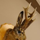 Wolpertinger Wolpi Hasenwolpi mit dunkler Pfeife Hasenbock Präparat Höhe 38 cm auf Trophäenschild