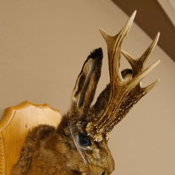 Wolpertinger Wolpi Hasenwolpi mit dunkler Pfeife Hasenbock Präparat Höhe 38 cm auf Trophäenschild