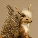 Marder Wolpertinger Wolpi Präparat Rehgeweih große Flügel Höhe 51 cm 86.10.12