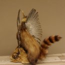 Marder Wolpertinger Wolpi Präparat Rehgeweih große Flügel Höhe 51 cm 86.10.12