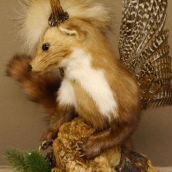 Marder Wolpertinger Wolpi Präparat Rehgeweih große Flügel Höhe 51 cm 86.10.12