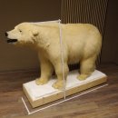 Eisbär Ganzpräparat Polarbär Bär...