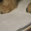 Eisb&auml;r Ganzpr&auml;parat Polarb&auml;r B&auml;r Pr&auml;parat mit Genehmigung zum Verkauf